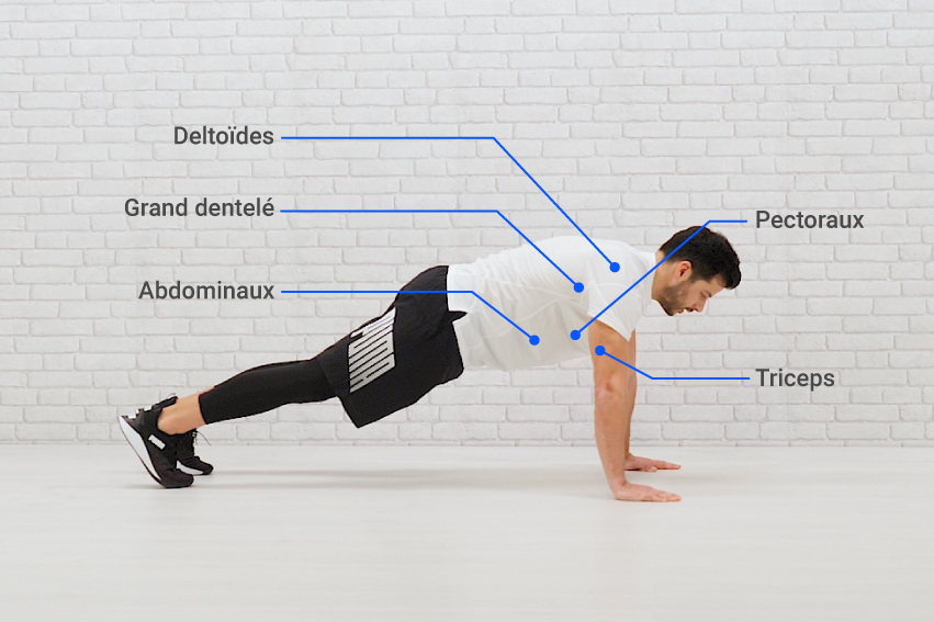 Homme en position de pompe avec des flèches pour indiquer tous les muscles qui travaillent avec cet exercice : deltoïdes, grand dentelé, abdominaux, pectoraux, triceps.