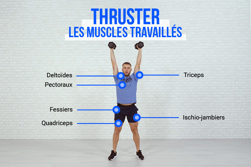 Schéma explicatif des différents muscles travaillés lors de l'exercice de musculation Thruster : Deltoïdes, pectoraux, fessiers, quadriceps, triceps, ischio-jambiers.