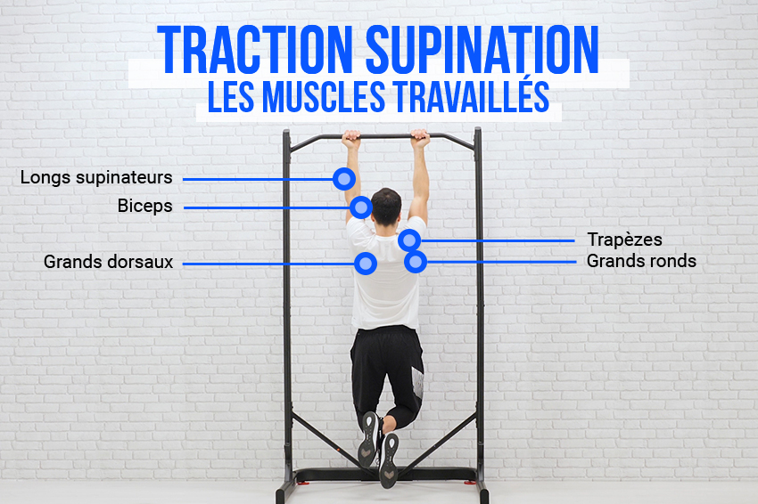 Schéma explicatif des différentes muscles travaillés par l'exercice traction supination : longs supinateurs, biceps, trapèzes, grands dorsaux, grands ronds.