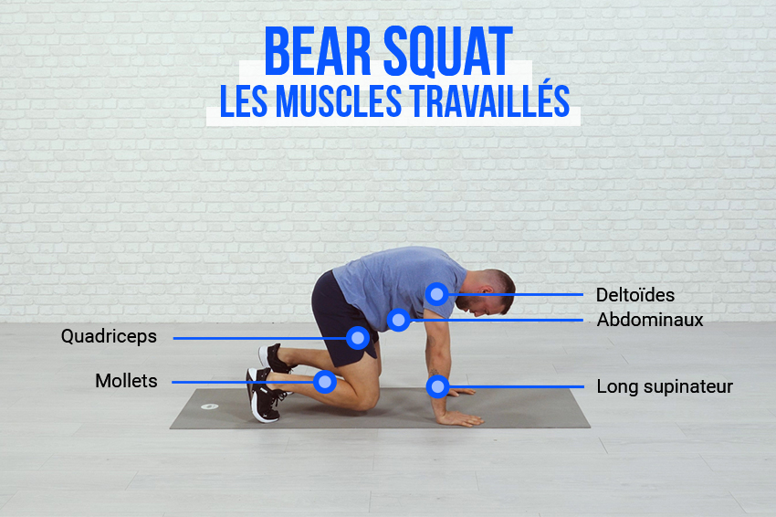 Coach sportif montrant les muscles travaillés lors de l'exercice du Bear squat : quadriceps, mollets, long supinateur, abdominaux, deltoïdes 