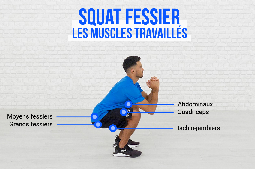 Les muscles travaillés lors de l'exercice du squat fessier : moyens fessiers, grands fessiers, abdominaux, quadriceps, ischion-jambiers.