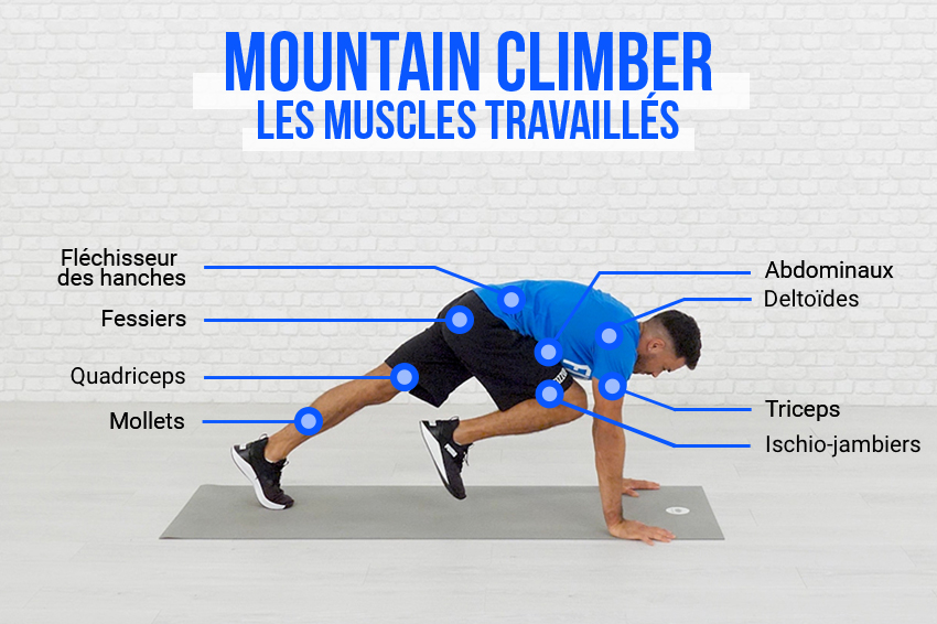 Schéma explicatif des différents muscles travaillés par l'exercice Mountain Climber : fléchisseurs des hanches, fessiers, quadriceps, mollets, abdominaux, deltoïdes, triceps, ischio-jambiers.