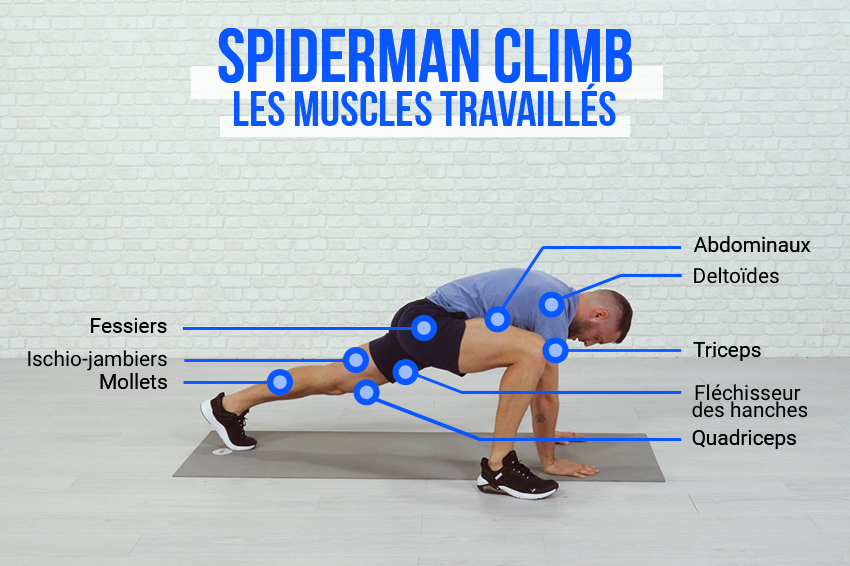 Coach sportif montrant les muscles travaillés lors de l'exercice du Spiderman climb : fessiers, ischion-jambiers, mollets, abdominaux, deltoïdes, triceps, fléchisseur des hanches, quadriceps.