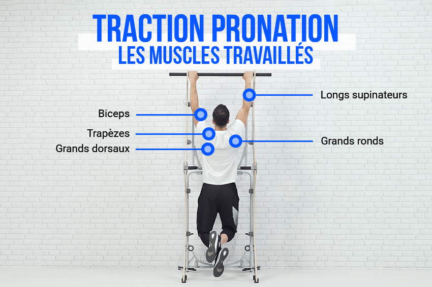 Schéma explicatif des différents muscles travaillés par la traction pronation : biceps, trapèzes, longs supinateurs, grands ronds, grands dorsaux. 