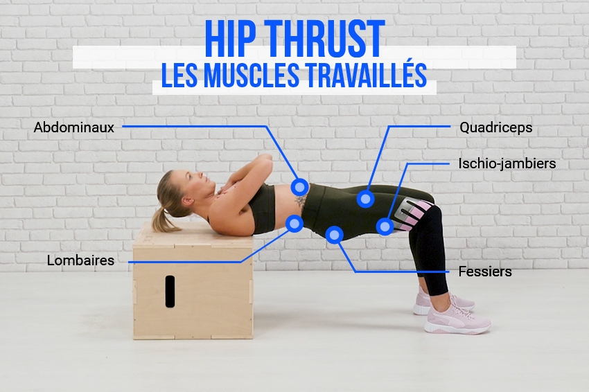 Schéma des différents muscles travaillés par l'exercice du hip thrust : abdominaux, lombaires, quadriceps, ischio-jambiers, fessiers.