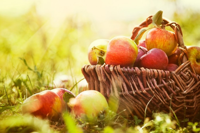 Pomme ou banane : zoom sur la pomme